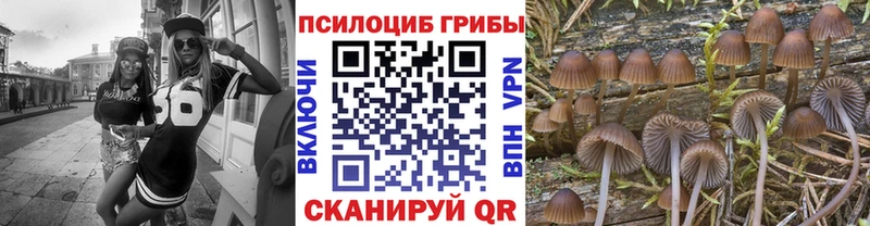где можно купить Апрелевка Псилоцибиновые грибы Cubensis